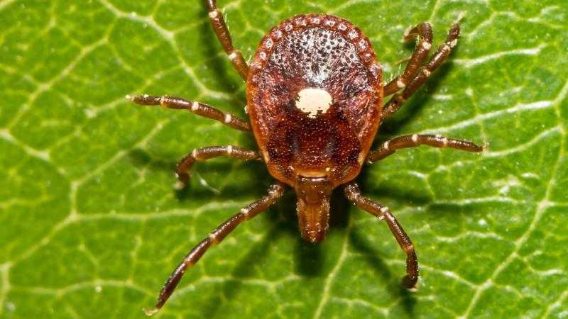 lone star tick